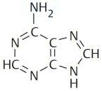 Nucleobases: Adenine