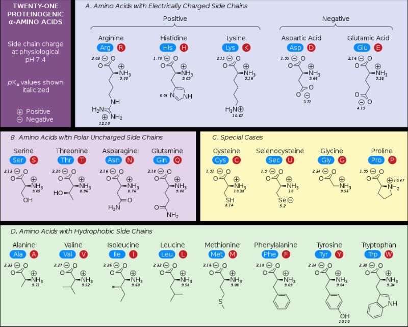 Proteinogenic α-amino acids found in eukaryotes, grouped according to their side chains