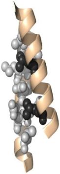 Supersecondary protein structure: α-α motif (coiled coil)