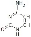 Nucleobases: Cytosine