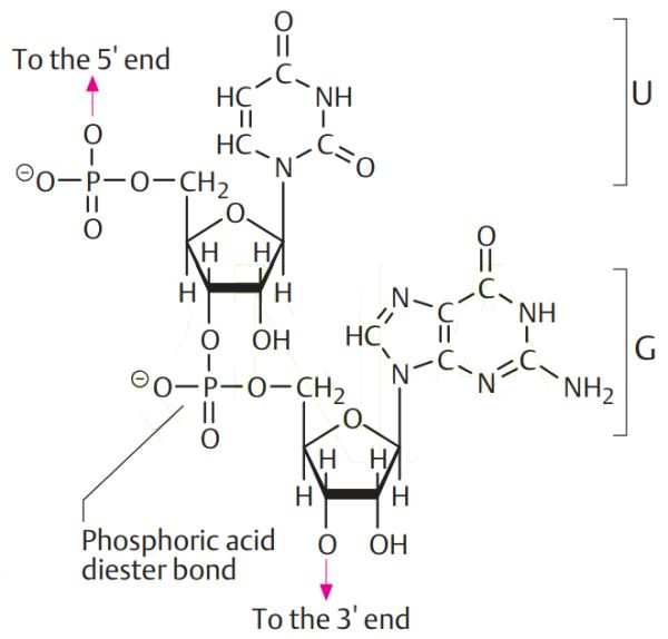 RNA fragment with the two bases guanine and uracil [Koolman/Roehm, Color Atlas of Biochemistry, 2nd edition, © 2005 Thieme]